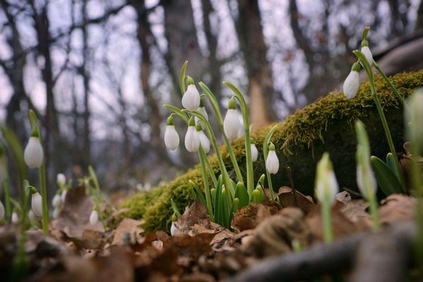 Весняний настрій у Хусті: якою буде погода цього понеділка