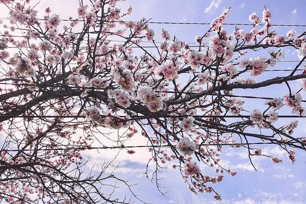 Прогноз погоди у Хусті та на Закарпатті на 8 березня 2026 року